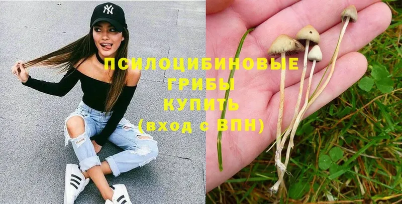 Псилоцибиновые грибы Psilocybine cubensis  продажа наркотиков  Кингисепп 